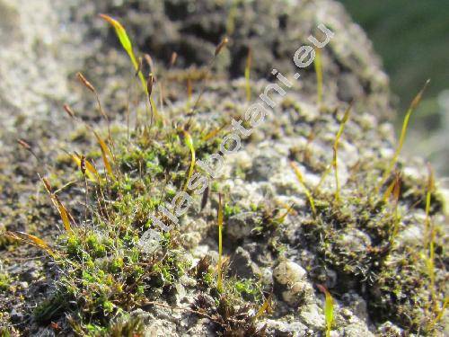 Tortula muralis Hedw. (Tortula muralis agg., Protobryum, Pottia)