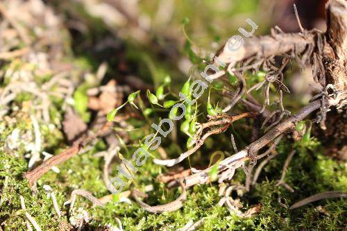 Funaria hygrometrica Hedw.