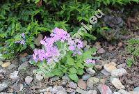 Primula frondosa Janka