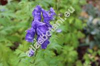 Aconitum firmum subsp. moravicum Skal. (Aconitum firmum Rchb.)