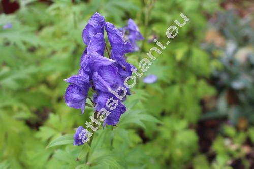 Aconitum firmum subsp. moravicum Skal. (Aconitum firmum Rchb.)