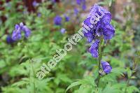 Aconitum firmum subsp. moravicum Skal. (Aconitum firmum Rchb.)