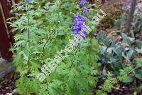 Aconitum firmum subsp. moravicum Skal. (Aconitum firmum Rchb.)