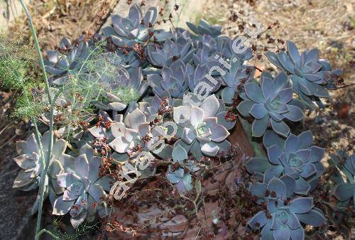 Echeveria potosina Walther