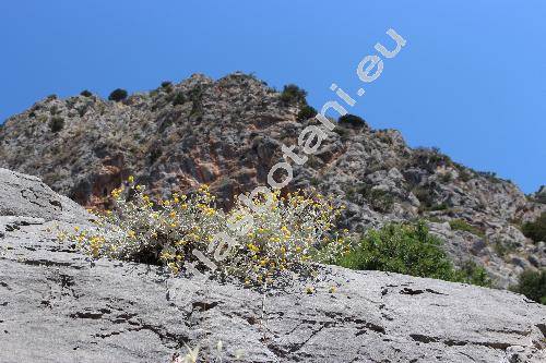 Inula verbascifolia (Willd.) Hausskn. (Pulicaria, Conyza verbascifolia Waldst., Inula candida subsp. verbascifolia (Willd.) Hayek)