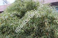 Bambusa arundinacea (Retz.) Willd.