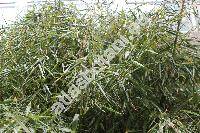Bambusa arundinacea (Retz.) Willd.