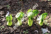 Brassica 'Pak Choi'