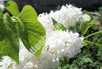 Syringa vulgaris 'Madame Lemoine'