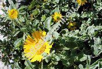 Asteriscus aquaticus (L.) Less. (Odontospermum aquaticum (L.) Schultz.-Bip., Pallenis, Inula)