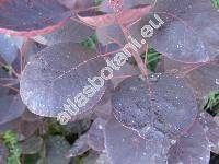 Cotinus coggygria 'Royale Purple' (Cotinus coggygria Scop., Rhus cotinus L.)