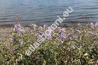 Solanum elaeagnifolium Cav.