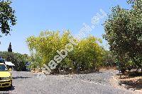 Parkinsonia aculeata L. (Inga pyriformis Jungh., Parkea macropoda Miq.)