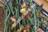 Selenicereus grandiflorus (Britt. et Rose) (Cactus grandiflorus L., Cereus grandiflorus (L.) Mill.)