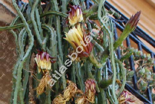 Selenicereus grandiflorus (Britt. et Rose) (Cactus grandiflorus L., Cereus grandiflorus (L.) Mill.)