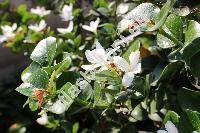 Gardenia taitensis DC. (Gardenia weissichii, Gardenia tahitensis nom. illeg., Randia tahitensis)