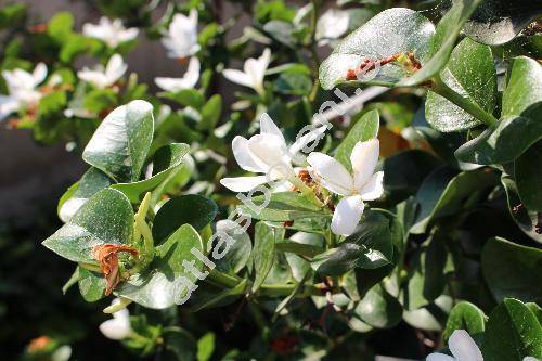 Gardenia taitensis DC. (Gardenia weissichii, Gardenia tahitensis nom. illeg., Randia tahitensis)