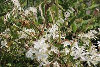 Clematis flammula L. (Clematis canaliculata Lag.)