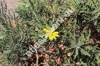 Argyranthemum 'Butterfly' (Chrysanthemum, Pyrethrum, Matricaria)