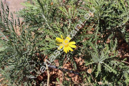 Argyranthemum 'Butterfly' (Chrysanthemum, Pyrethrum, Matricaria)