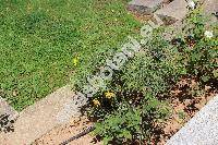 Argyranthemum 'Butterfly' (Chrysanthemum, Pyrethrum, Matricaria)