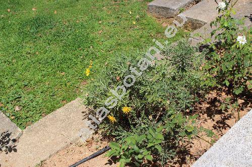 Argyranthemum 'Butterfly' (Chrysanthemum, Pyrethrum, Matricaria)