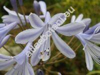 Agapanthus praecox Willd.