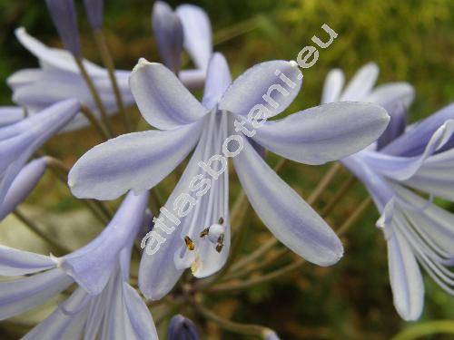 Agapanthus praecox Willd.