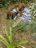 Agapanthus praecox Willd.