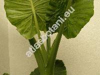 Alocasia odora (Lodd.) Don (Colocasia odora (Ker Gawl.) Brongn., Alocasia commutata Schott, Arum odoratum Heynh., Caladium odorum Ker Gawl.)