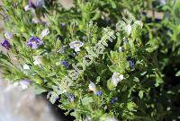 Chaenorhinum 'Bon Bini' (Chaenorhinum litorale (Willd.) Fritsch, Microrrhinum litorale (Willd.) Speta, Antirrhinum, Chaenorhinum minus subsp. litorale (Willd.) Hayek, Linaria litoralis Willd.)