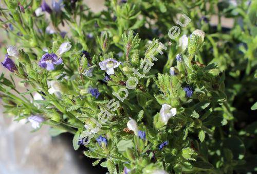 Chaenorhinum 'Bon Bini' (Chaenorhinum litorale (Willd.) Fritsch, Microrrhinum litorale (Willd.) Speta, Antirrhinum, Chaenorhinum minus subsp. litorale (Willd.) Hayek, Linaria litoralis Willd.)