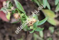 Antirrhinum majus L.