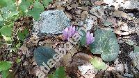 Cyclamen purpurascens Mill. (Cyclamen europaeum auct.)