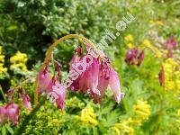 Dicentra eximia (Ker Gawl.) Torr. (Fumaria formosa Poir., Corydalis eximia (Ker Gawl.) Link, Bicuculla eximia (Ker Gawl.) Millsp., Eucapnos eximius (Ker Gawl.) Bernth.)