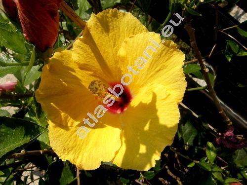 Hibiscus rosa-sinensis 'Sunny Wind'