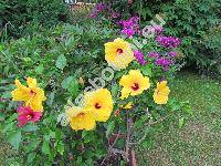 Hibiscus rosa-sinensis 'Sunny Wind'