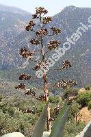 Agave americana L.