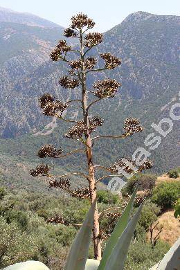 Agave americana L.