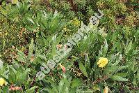 Oenothera missouriensis (Oenothera missouriensis Sims)