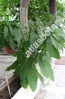 Phytolacca americana L. (Sarcoca, Pircunia)