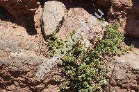 Sedum album L. (Oreosedum album (L.) Grulich)