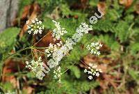 Pimpinella saxifraga L.