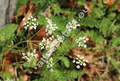 Pimpinella saxifraga L.