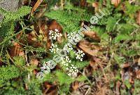 Pimpinella saxifraga L.