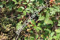 Rubus fruticosus L. (Rubus fruticosus agg.)