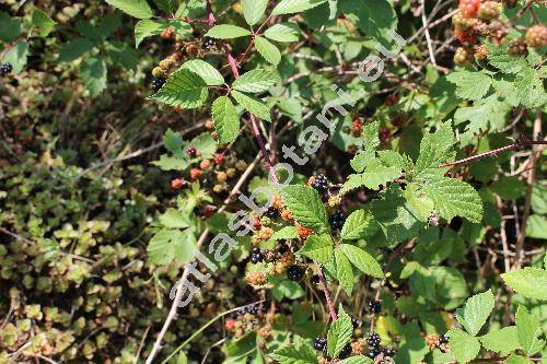Rubus fruticosus L. (Rubus fruticosus agg.)