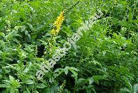 Agrimonia eupatoria L. (Agrimonia officinarum Mill., Eupatorium dioscoridis Bub.)