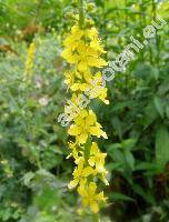 Agrimonia eupatoria L. (Agrimonia officinarum Mill., Eupatorium dioscoridis Bub.)