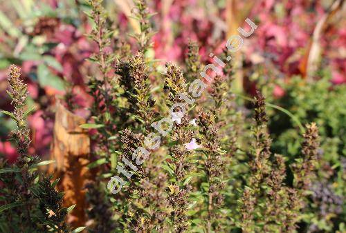 Satureja montana L. (Satureja hortensis subsp. montana)